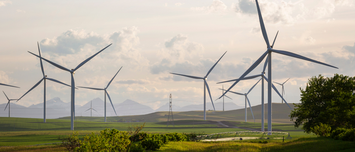 Un champ avec des éoliens 